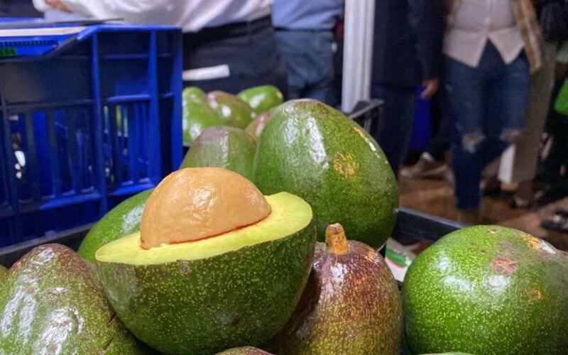 Envíos de aguacate se fortalecen y exportadores se preparan para nuevos mercados como EE. UU. y Argentina