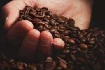 Alza del café amortigua efecto de arancel en exportaciones guatemaltecas, pero podría impactar próxima cosecha