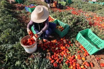 ¿Por qué México decidió fijar precios mínimos a la exportación de tomate y cuánto durará?