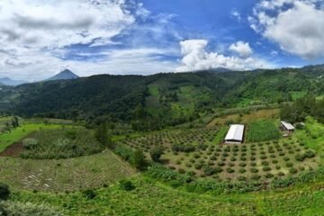 Aguacate Hass de Guatemala: falta un paso, pero hay desafíos que se enfrentan para exportar a EE. UU.