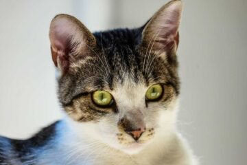 Día Internacional del Gato: cuándo y por qué se celebra varias veces al año