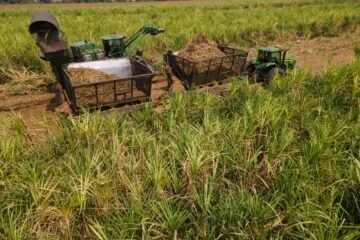 Así comienza la zafra 2025/26 en Guatemala: ingenios listos para producir 60 millones de quintales