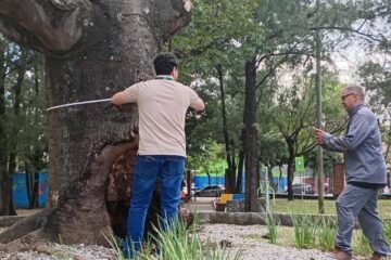 La razón por la que autoridades inspeccionan una ceiba en la zona 21 de la capital