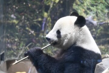 Japón despide a sus pandas en plena tensión diplomática con China