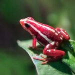 Así actúa la toxina de la rana dardo que mató al opositor ruso Navalni: ataca el sistema nervioso y es letal con una dosis ínfima