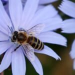 Talleres, conversatorios y disfraces: así celebrarán el Día de las Abejas este 17 de mayo en el Jardín Botánico y el Museo de Historia Natural