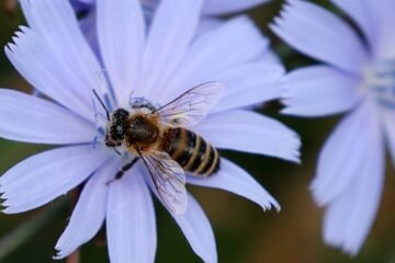 Talleres, conversatorios y disfraces: así celebrarán el Día de las Abejas este 17 de mayo en el Jardín Botánico y el Museo de Historia Natural