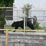 Cuatro heridos por ataques de un oso en el noreste de Japón