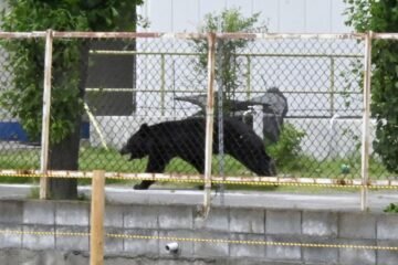 Cuatro heridos por ataques de un oso en el noreste de Japón