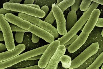 Alerta en EE. UU.: detectan más de tres mil casos de un peligroso hongo resistente a medicamentos