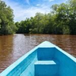 Comunidades alertan por muerte de especies y deterioro del mangle en Manchón Guamuchal