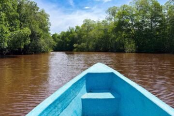 Comunidades alertan por muerte de especies y deterioro del mangle en Manchón Guamuchal